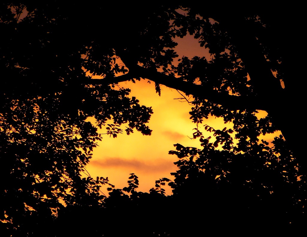 Sunset through the trees by nicolaeastwood