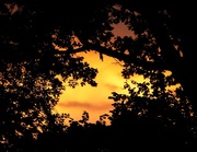30th Aug 2013 - Sunset through the trees