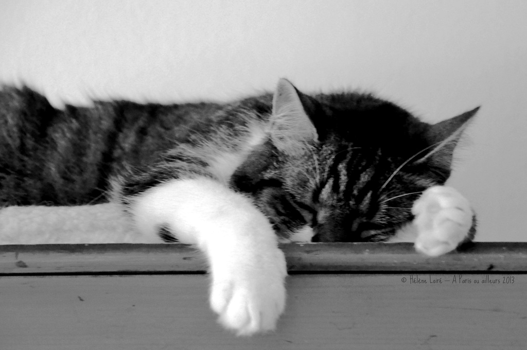 Sleepy Chamallow by parisouailleurs