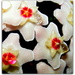 Hoya Flower by judithdeacon
