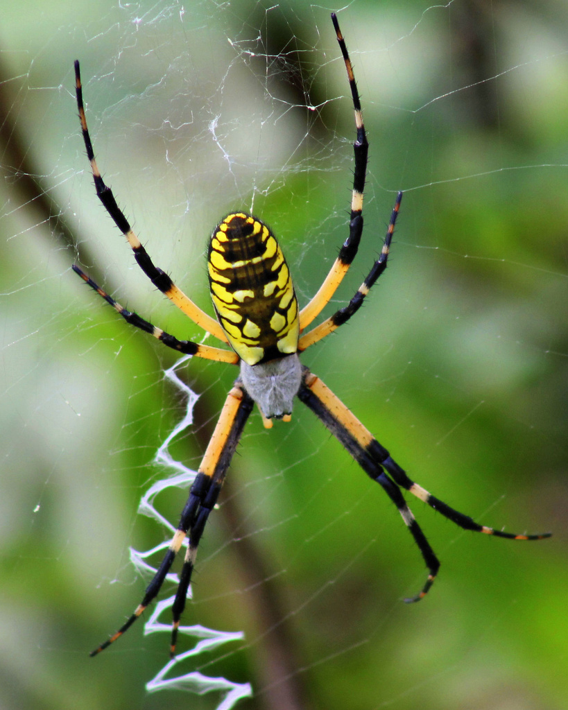 Garden Spider by cjwhite