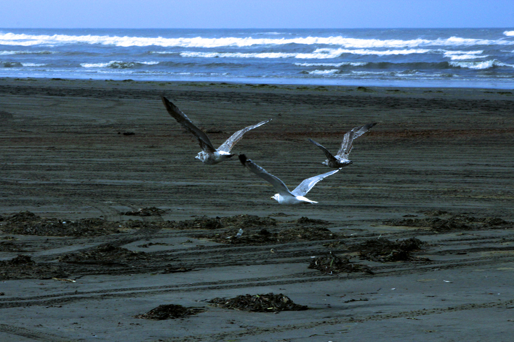 Gulls in Flight by nanderson