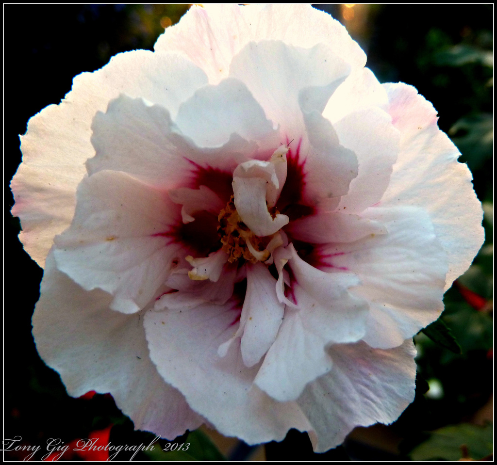 Hibiscus by tonygig