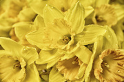 29th Aug 2013 - Daffies