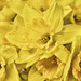 Daffies by helenw2