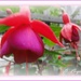 Fuchsia -- just hanging around ! by beryl