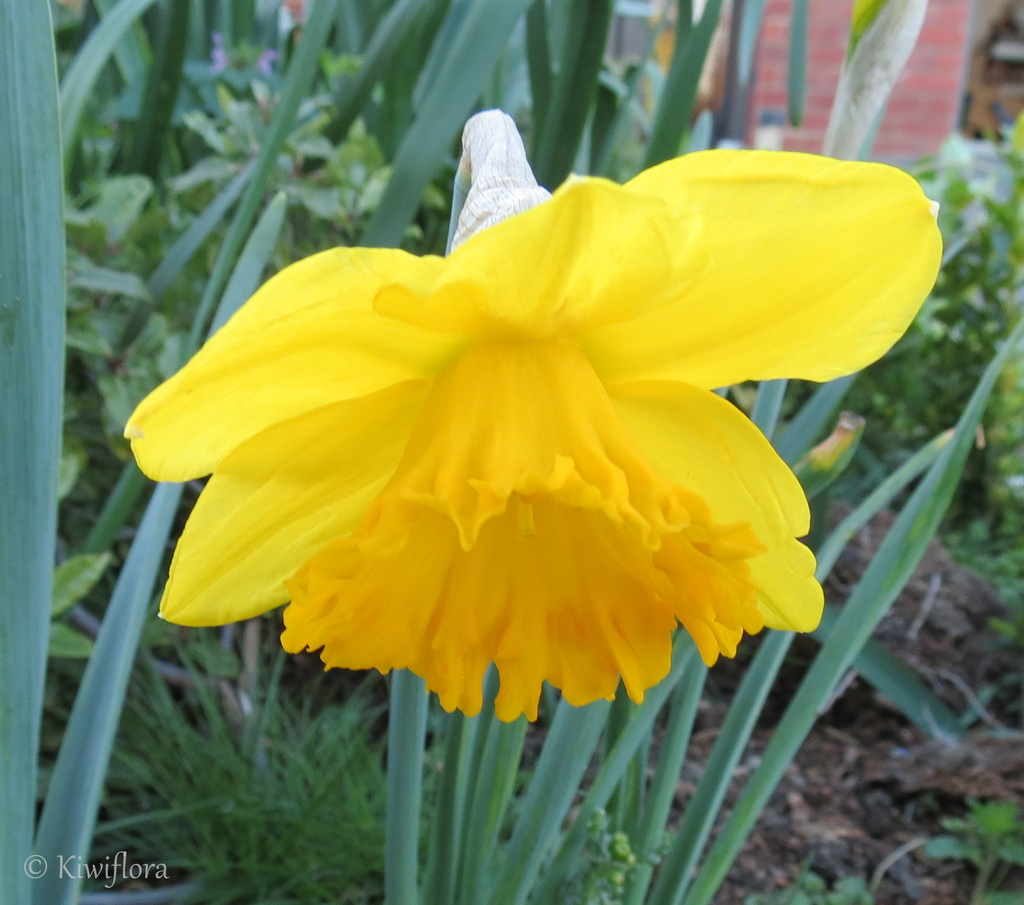 Frilly daffodil by kiwiflora