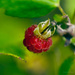 Raspberries by elisasaeter