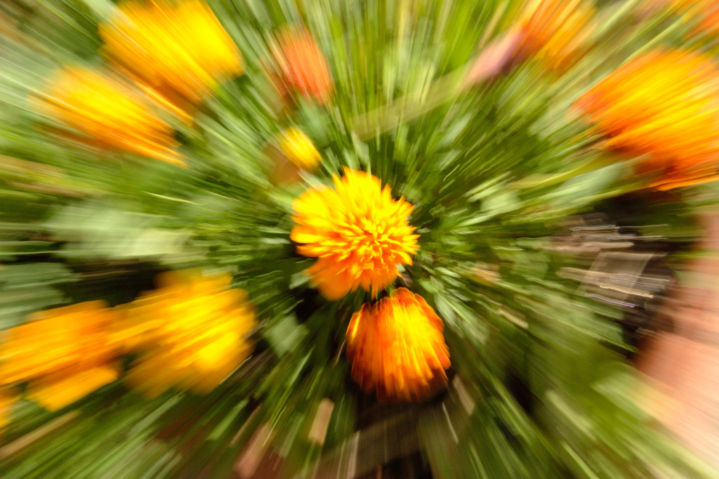 Pot of marigolds. by richardcreese