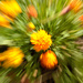 Pot of marigolds. by richardcreese