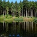 Trees reflecting - 31-9 by barrowlane