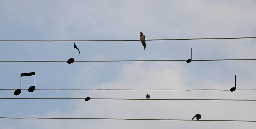 Bird's music ;) by fortong