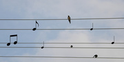23rd Aug 2013 - Bird's music ;)