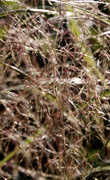 28th Aug 2013 - Abstract grass