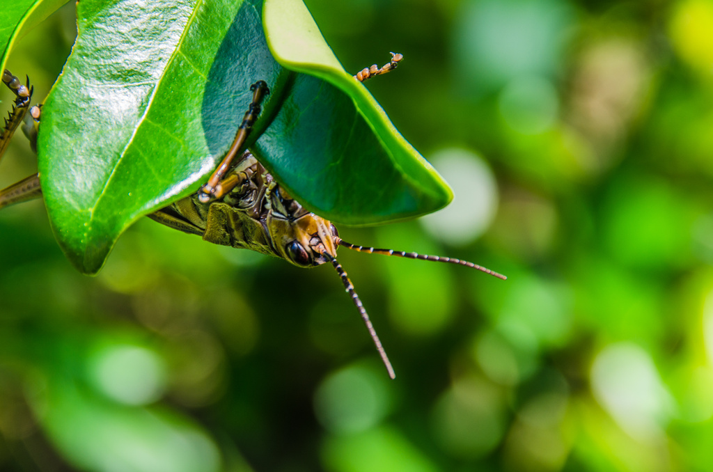 Giant Grasshopper by kathyladley