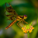 Small dragonfly?? by kathyladley
