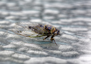 31st Aug 2013 - Cicada on Glass
