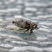 Cicada on Glass by gardencat