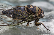 31st Aug 2013 - Cicada and Ants