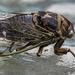 Cicada and Ants by gardencat