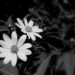 Black and White Bloomers by calm