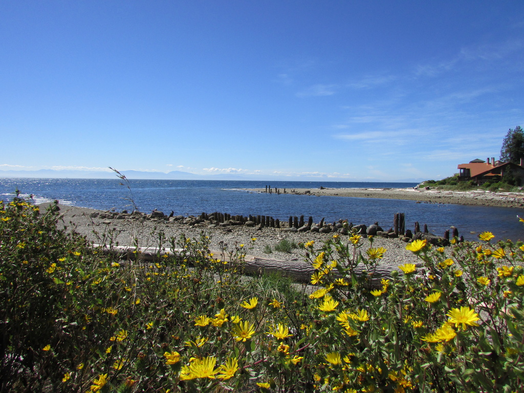 Beach flowers by pamelaf