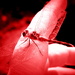 reddragonfly by homeschoolmom