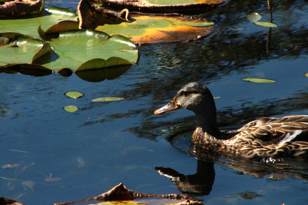 Duck Reflection by nanderson