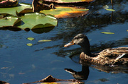 31st Aug 2013 - Duck Reflection