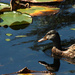 Duck Reflection by nanderson