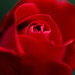 rosebud by vankrey