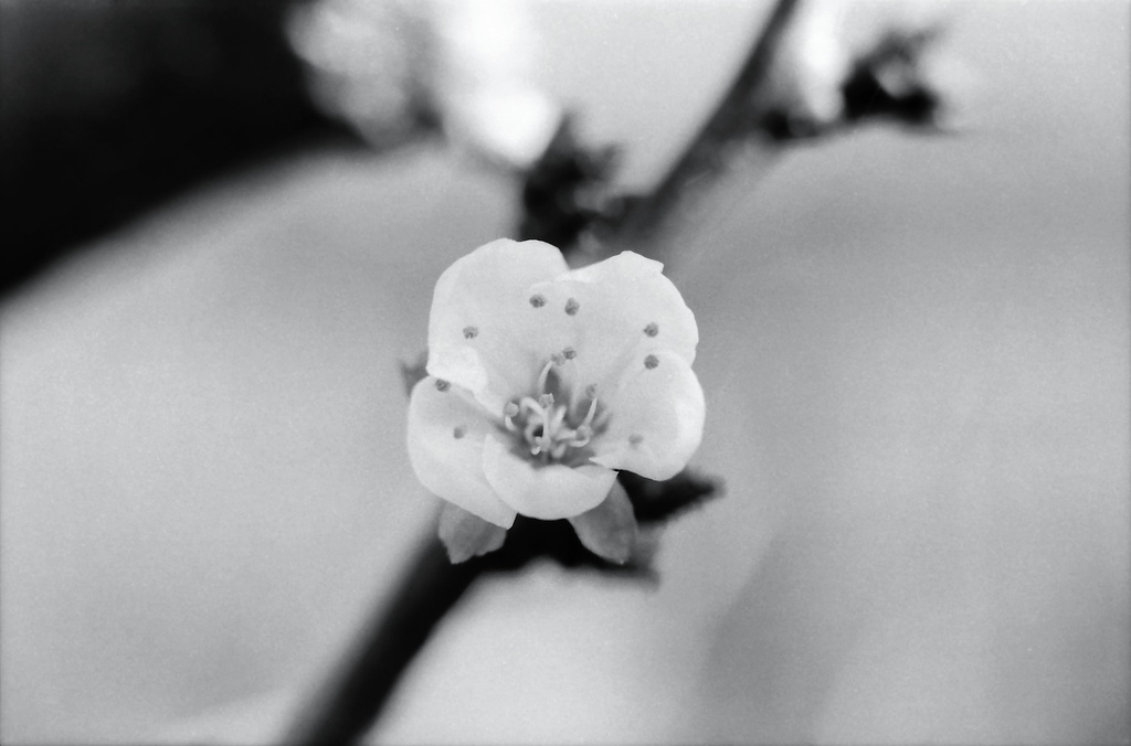 Apricot blossom by peterdegraaff