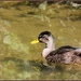 Quacker by rosiekind