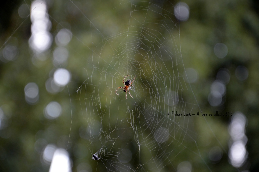 Spider by parisouailleurs