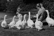 25th Aug 2013 - The goose gang.
