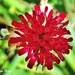 The Flower of a Knautia. by ladymagpie