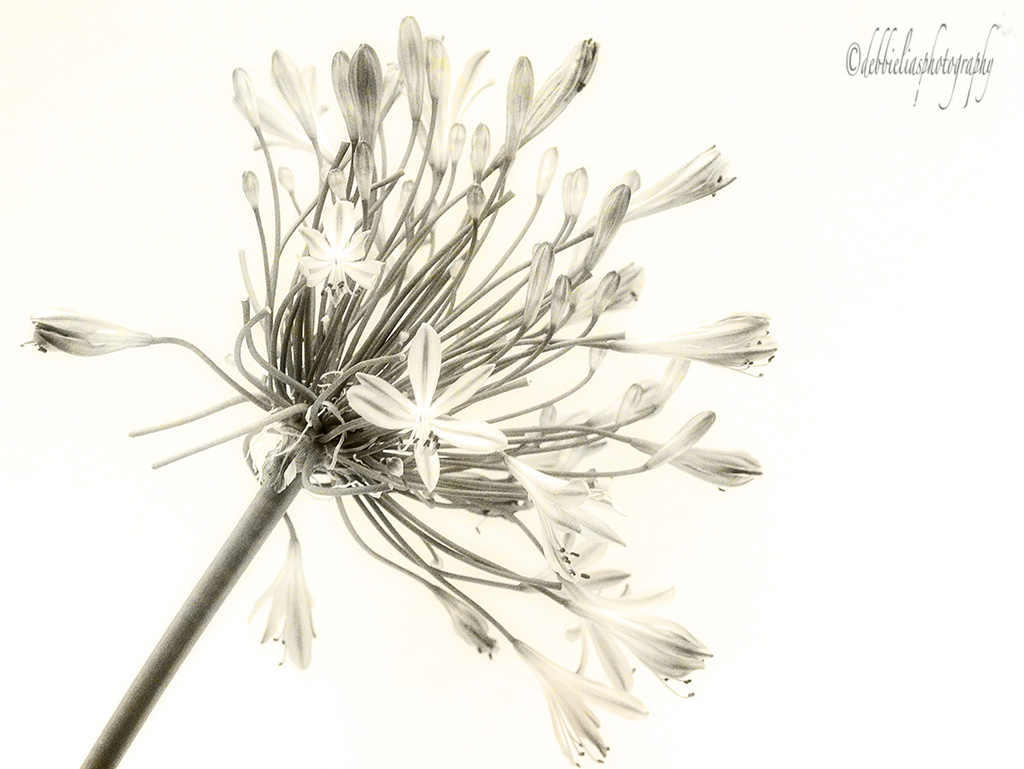 1.9.13 Vintage Agapanthus by stoat