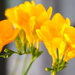 Freesia's out of the bunch by padlock