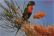 2nd Sep 2013 - Australia Bird & Plant