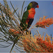 Australia Bird & Plant by kerenmcsweeney
