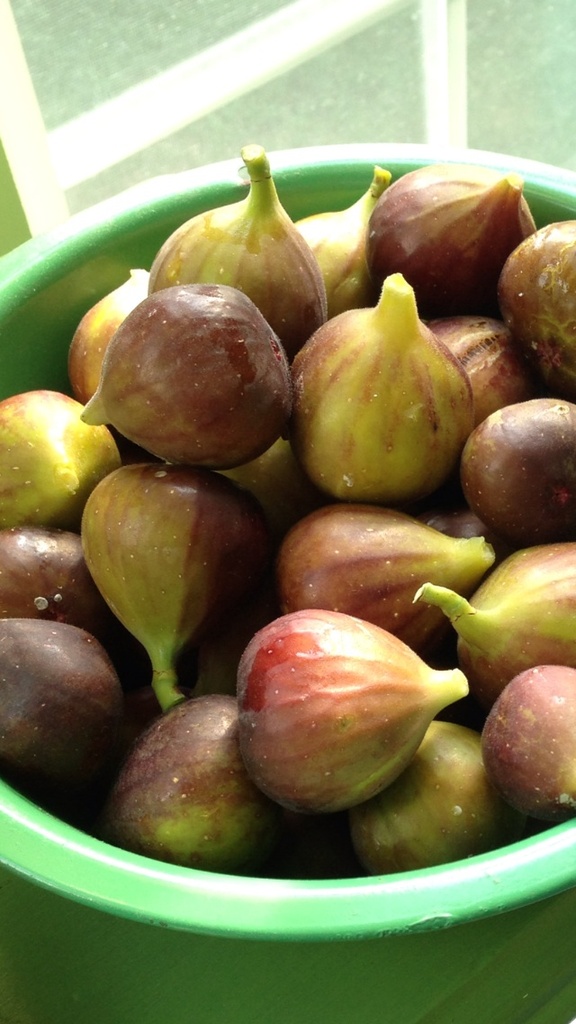 fresh picked figs by wiesnerbeth