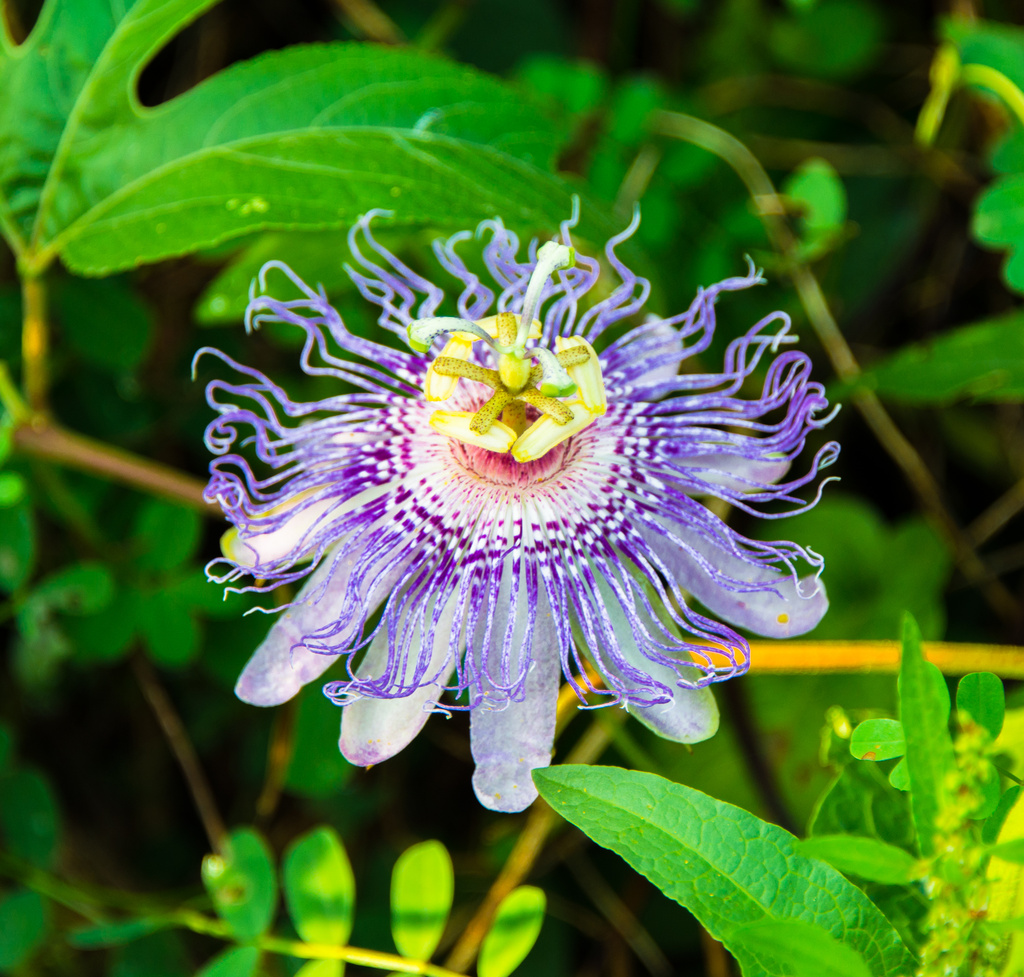 Purple Passion Flower by kathyladley