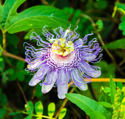 1st Sep 2013 - Purple Passion Flower