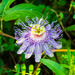 Purple Passion Flower by kathyladley
