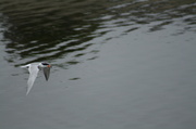 1st Sep 2013 - It's Your Tern