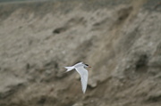 2nd Sep 2013 - Another Tern