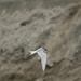Another Tern by kerristephens