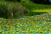 1st Sep 2013 - Lily Pond