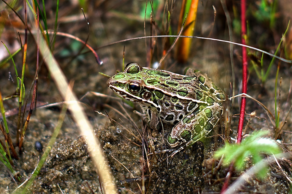 Frog in the Wild by taffy