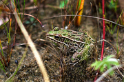 1st Sep 2013 - Frog in the Wild